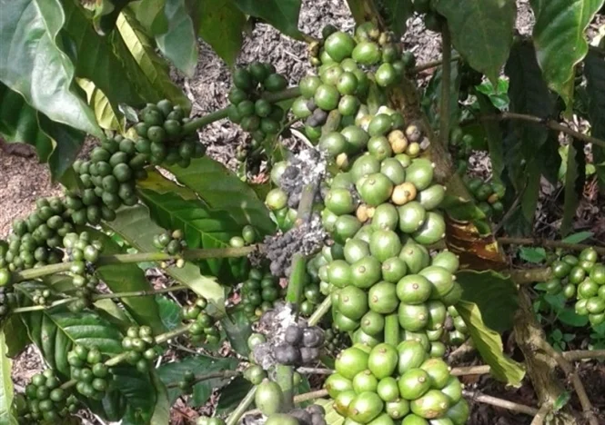 Trị Rầy rệp sáp trên cây cà phê