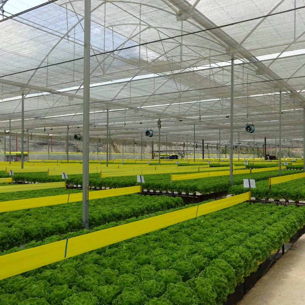 rau-thuy-canh-bio2a