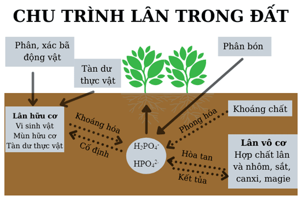  1 trong những chế phẩm vi sinh