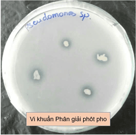 chế phẩm vi sinh