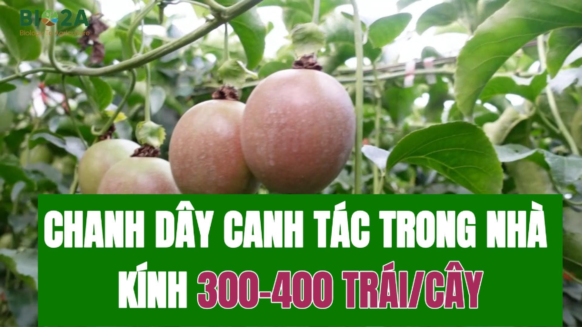 Canh tác Chanh dây trong nhà kính 
